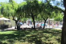 Putnam Plaza trees